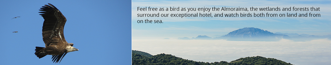 Exclusive bird watching in Southern Europe