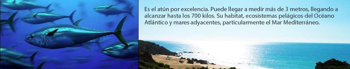 Pesca del atún rojo gigante