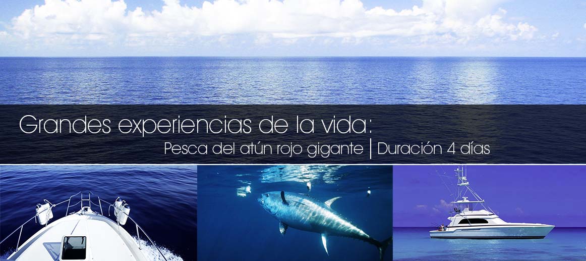 Pesca del atún rojo gigante