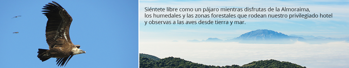 Ornitología